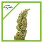 DAIQUIRI LIME AUTO X3-DUTCH PASSION