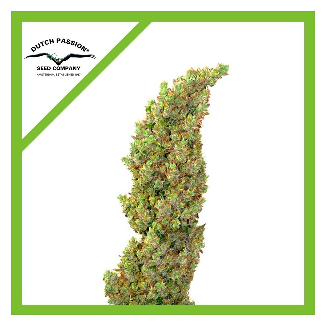 7 DAIQUIRI LIME AUTO X3-DUTCH PASSION - Imagen 1