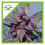 BLACKBERRY KUSH AUTO X3-DUTCH PASSION