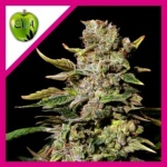 TNT KUSH FEM X3+1-EVA SEEDS