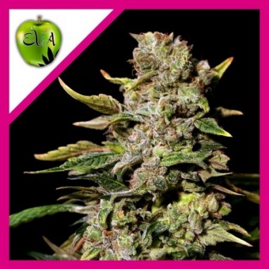 7 TNT KUSH FEM X3+1-EVA SEEDS - Imagen 1