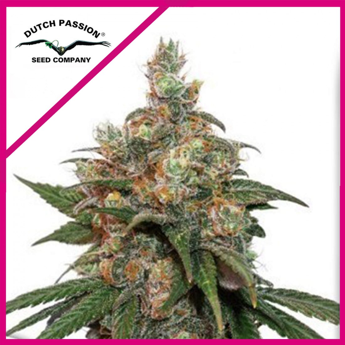7 HIFI 4G FEM X3-DUTCH PASSION - Imagen 1