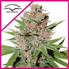 7 PASSION FRUIT FEM X3-DUTCH PASSION - Imagen 1