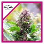 FRISIAN DUCK FEM X3-DUTCH PASSION