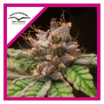 BLUEBERRY FEM X3-DUTCH PASSION