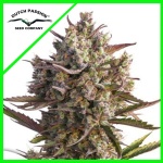 PROMOCIÓN 2X1 BLUEBERRY AUTO X3-DUTCH PASSION