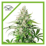 CINDERELLA JACK AUTO X3-DUTCH PASSION