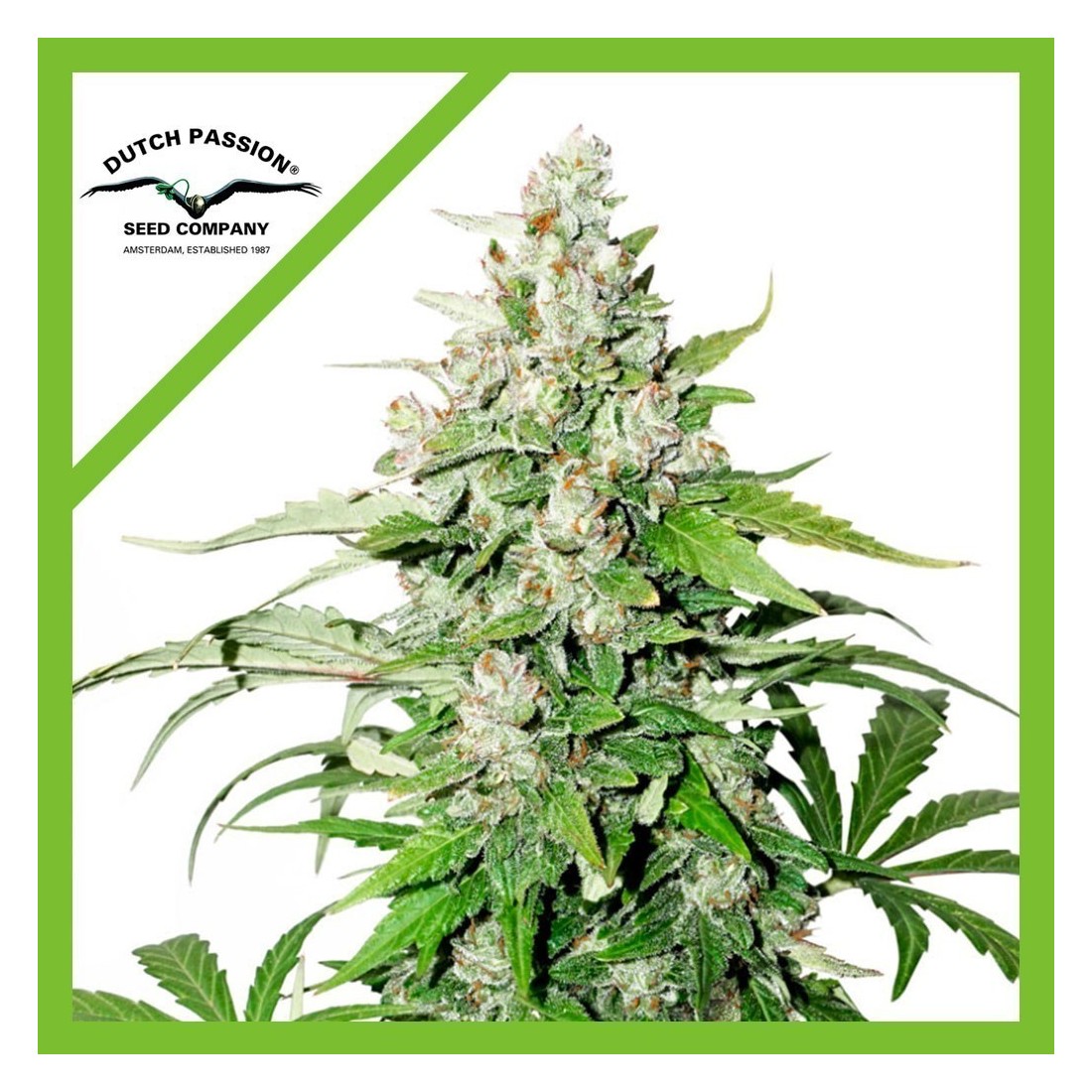 8 CINDERELLA JACK AUTO X3-DUTCH PASSION - Imagen 1