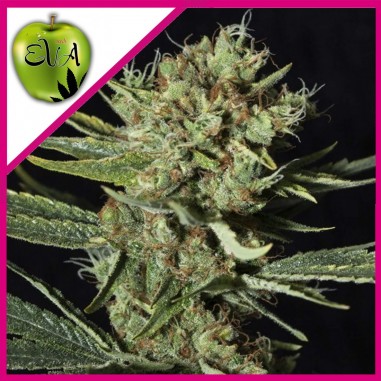 8 ONLY CBD FEM X3+1-EVA SEEDS - Imagen 1