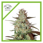 BLUE MAZAR AUTO X3-DUTCH PASSION