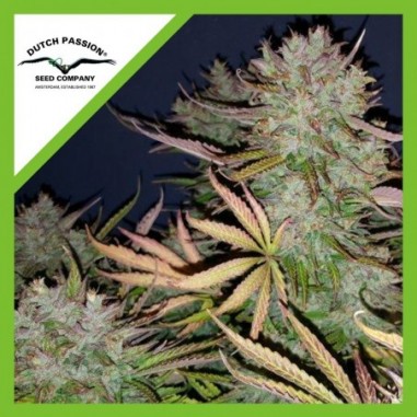 9 THINK BIG AUTO X3-DUTCH PASSION - Imagen 1