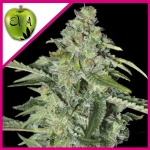 TNT KUSH CBD FEM X3+1-EVA SEEDS