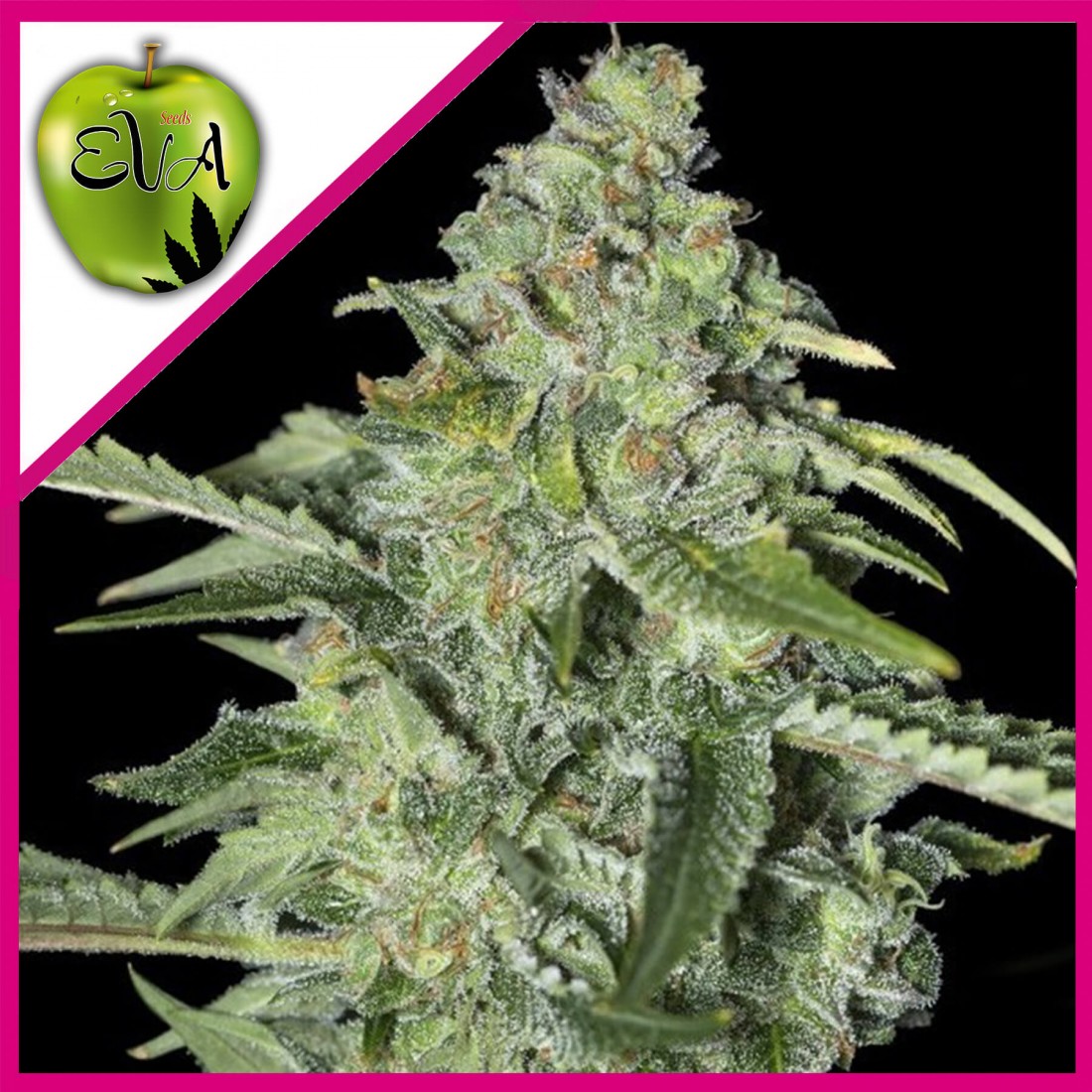 9 TNT KUSH CBD FEM X3+1-EVA SEEDS - Imagen 1
