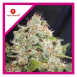 BCN SOUR DIESEL FEM X3-MEDICAL SEEDS