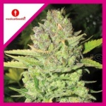 DEVIL FRUIT FEM X3-MEDICAL SEEDS