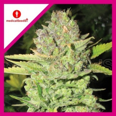 1 DEVIL FRUIT FEM X3-MEDICAL SEEDS - Imagen 1
