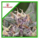 BLUE HELL AUTO X3-MEDICAL SEEDS