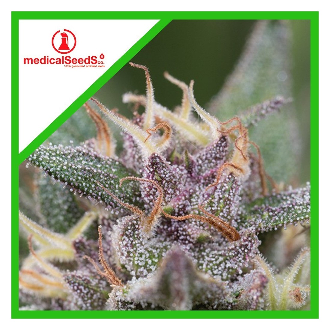 1 BLUE HELL AUTO X3-MEDICAL SEEDS - Imagen 1
