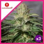 OG KUSH CBD FEM X3-MEDICAL SEEDS