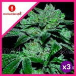 SOUR GLUE FEM X3-MEDICAL SEEDS
