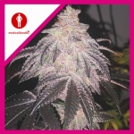 COOKIES SHERBET AUTO X3-MEDICAL SEEDS
