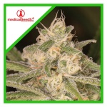 NO NAME AUTO X3-MEDICAL SEEDS