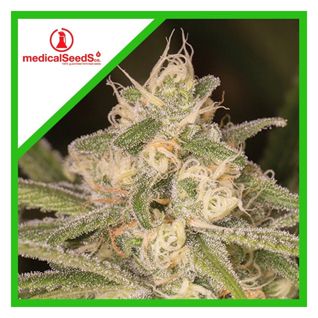 1 NO NAME AUTO X3-MEDICAL SEEDS - Imagen 1