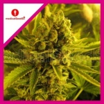 CHANNEL + FEM X3-MEDICAL SEEDS