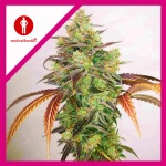 Y GRIEGA CBD 2.0 FEM X3-MEDICAL SEEDS