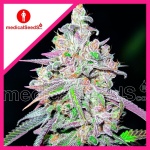 MENDOCINO CHANEL KUSH FEM X3-MEDICAL SEEDS