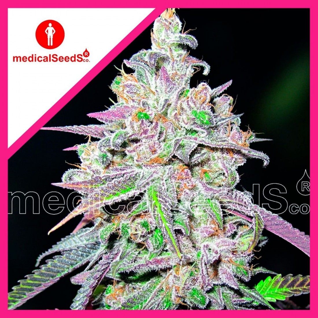 1 MENDOCINO CHANEL KUSH FEM X3-MEDICAL SEEDS - Imagen 1