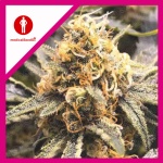 RECOVERY CBD FEM X3-MEDICAL SEEDS