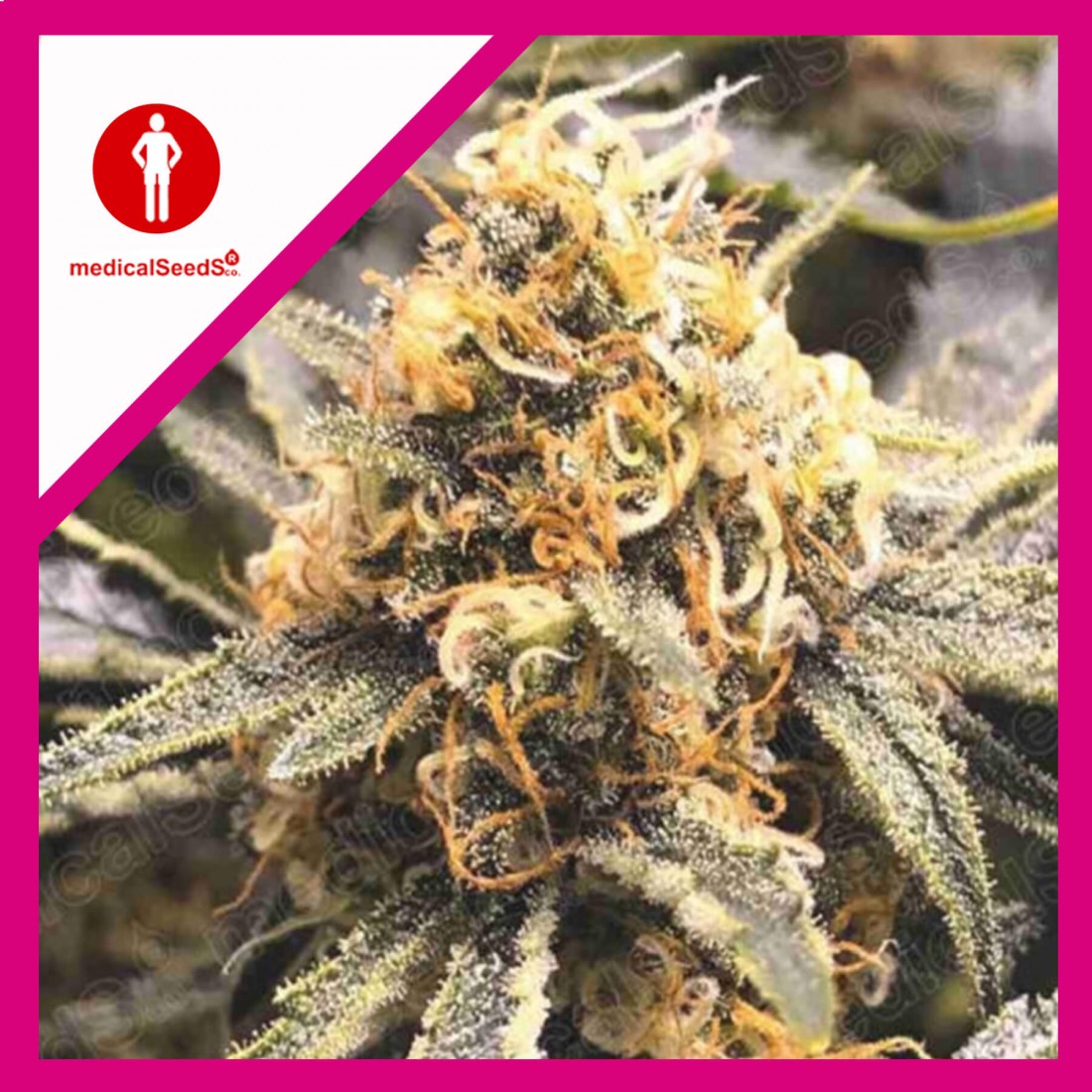 1 RECOVERY CBD FEM X3-MEDICAL SEEDS - Imagen 1