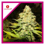 WHITE WIDOW FEM X3-MEDICAL SEEDS