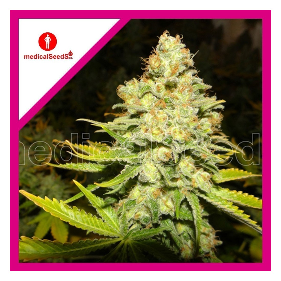 1 WHITE WIDOW FEM X3-MEDICAL SEEDS - Imagen 1