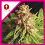 RED CROSS CBD FEM X3-MEDICAL SEEDS
