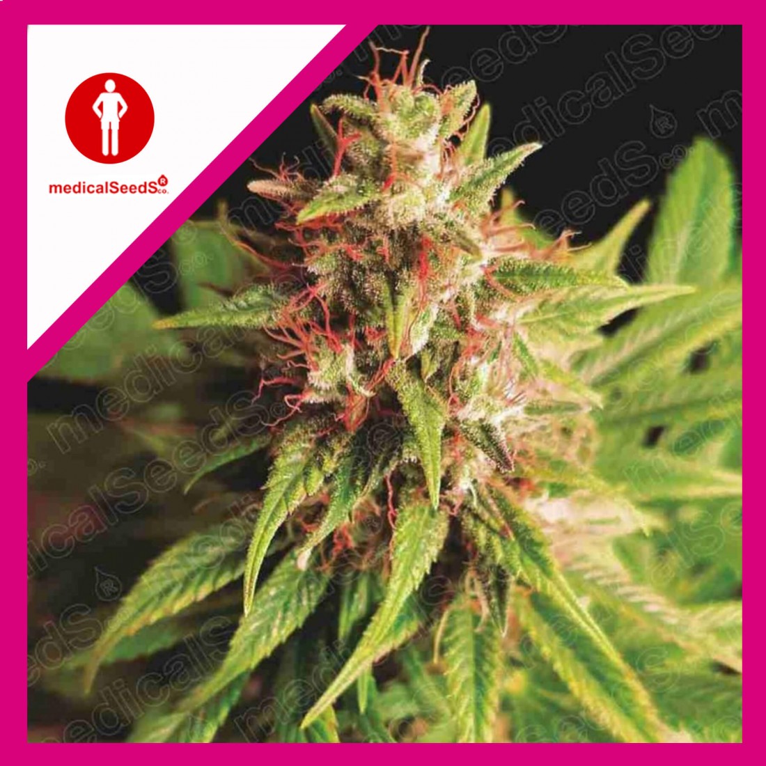 1 RED CROSS CBD FEM X3-MEDICAL SEEDS - Imagen 1