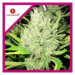 2046 FEM X3-MEDICAL SEEDS