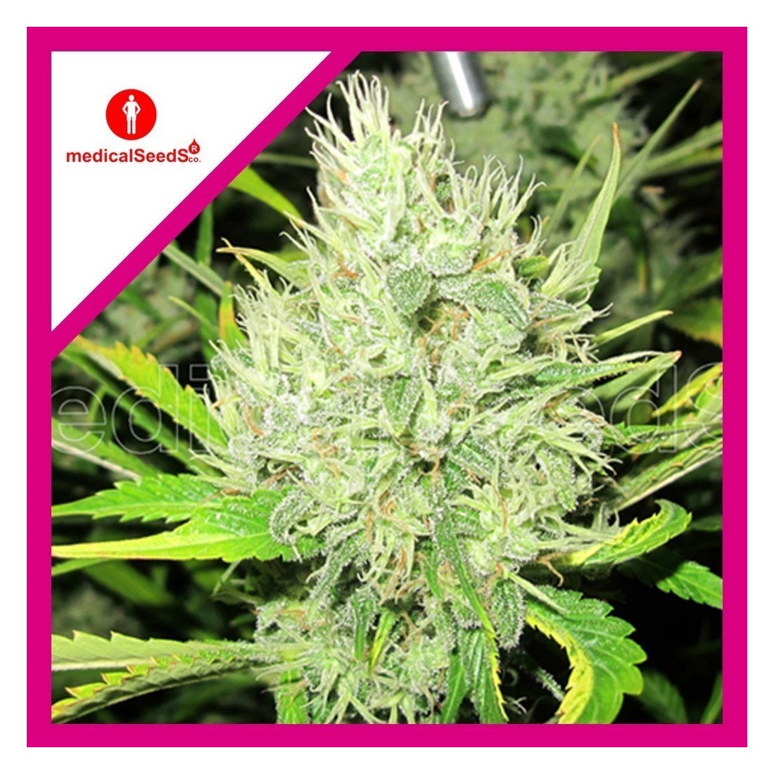 2 2046 FEM X3-MEDICAL SEEDS - Imagen 1