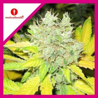 3 JACK LA MOTA FEM X3-MEDICAL SEEDS - Imagen 1