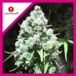 MALAKOFF FEM X3-MEDICAL SEEDS
