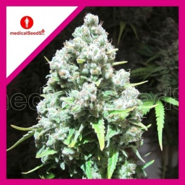 4 MALAKOFF FEM X3-MEDICAL SEEDS - Imagen 1