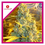 1024 FEM X3-MEDICAL SEEDS