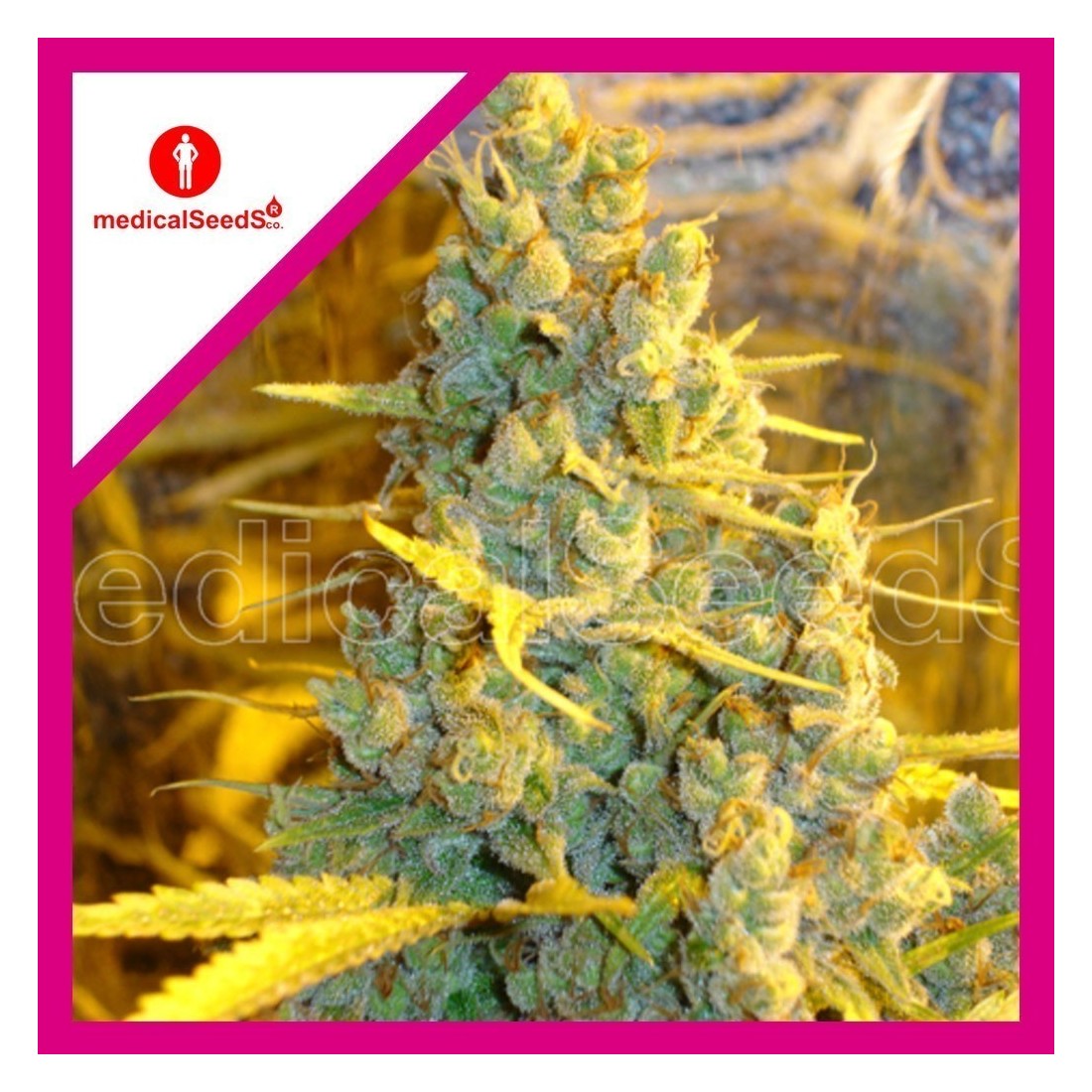 5 1024 FEM X3-MEDICAL SEEDS - Imagen 1