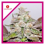 MENDOCINO PURPLE KUSH FEM X3-MEDICAL SEEDS