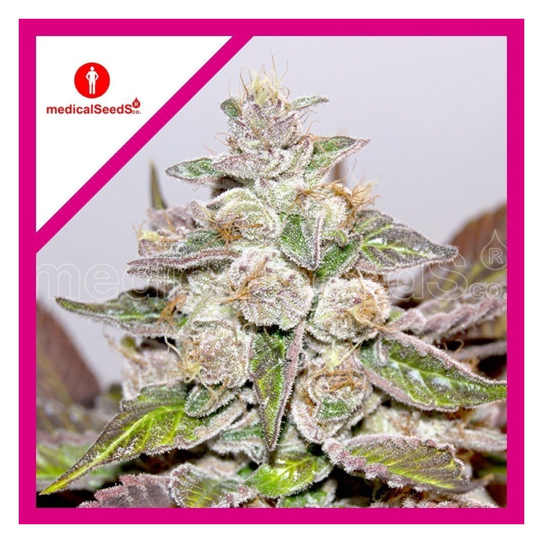 6 MENDOCINO PURPLE KUSH FEM X3-MEDICAL SEEDS - Imagen 1