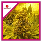 PROZACK FEM X3-MEDICAL SEEDS