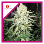 NO NAME FEM X3-MEDICAL SEEDS
