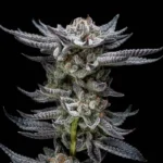 Gorilla Glue Auto X2 - Imagen 2
