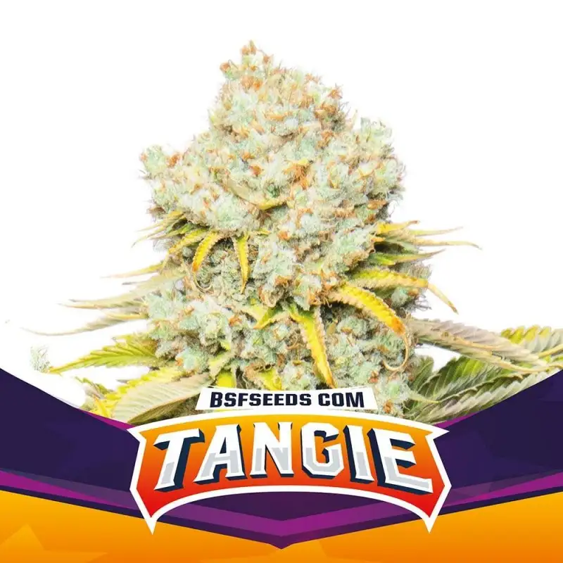 tangie Tangie x4 - Imagen 1
